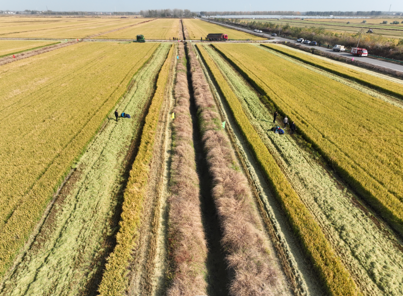 怀远县安徽农垦集团龙亢农场3万亩水稻全面收获机收减损保障颗粒归仓