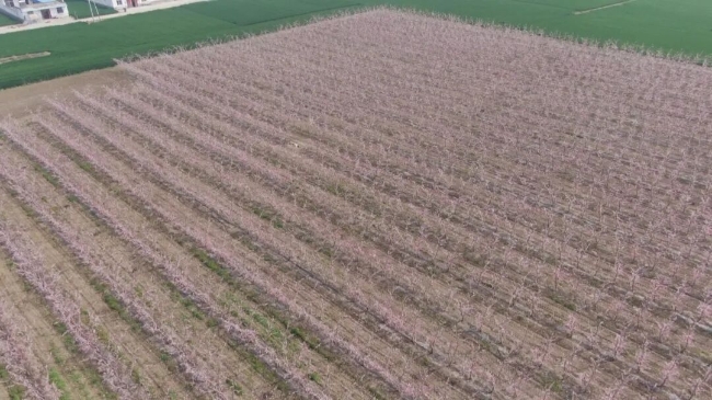 怀远：桃花盛开引客来 直播助农绘新景